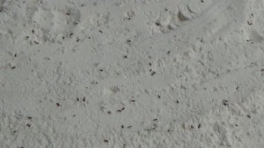 Beyaz un içinde sürünen buğday bitleri.