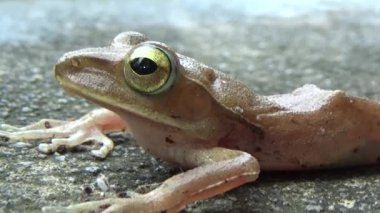 Kurbağa ve kurbağa yakın çekim