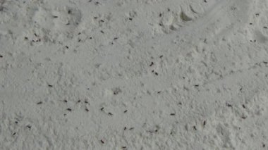 Beyaz un içinde sürünen buğday bitleri.