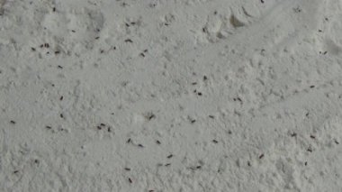 Beyaz un içinde sürünen buğday bitleri.