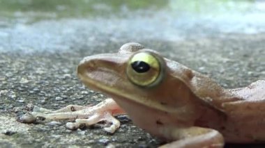 Kurbağa ve kurbağa yakın çekim