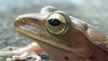 Kurbağa ve kurbağa yakın çekim