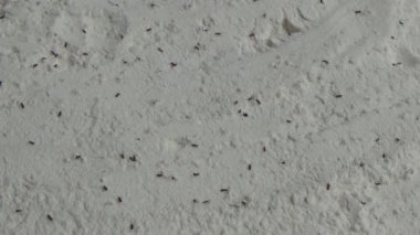 Beyaz un içinde sürünen buğday bitleri.