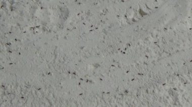 Beyaz un içinde sürünen buğday bitleri.