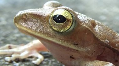 Kurbağa ve kurbağa yakın çekim