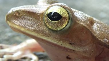 Kurbağa ve kurbağa yakın çekim