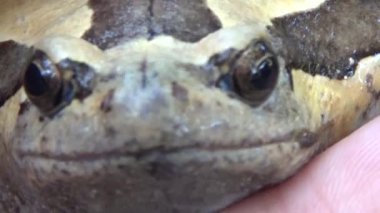 Kurbağa ve kurbağa yakın çekim