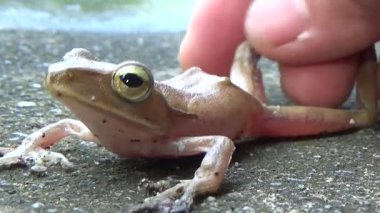 Kurbağa ve kurbağa yakın çekim