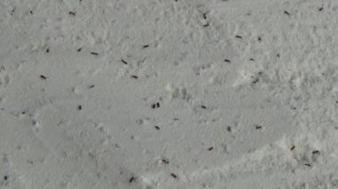 Beyaz un içinde sürünen buğday bitleri.