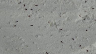 Beyaz un içinde sürünen buğday bitleri.