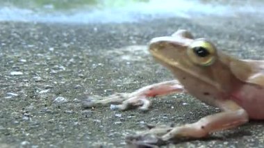 Kurbağa ve kurbağa yakın çekim