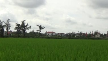 Vietnam kırsalındaki köy.