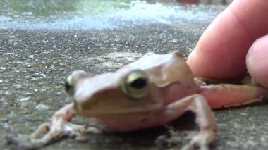 Kurbağa ve kurbağa yakın çekim