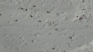 Beyaz un içinde sürünen buğday bitleri.