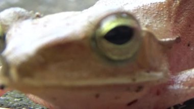 Kurbağa ve kurbağa yakın çekim