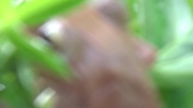 Kurbağa ve kurbağa yakın çekim