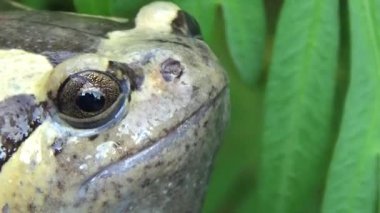 Kurbağa ve kurbağa yakın çekim