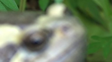 Kurbağa ve kurbağa yakın çekim