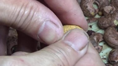 Ceviz sahnesi, kaju kabuğu.