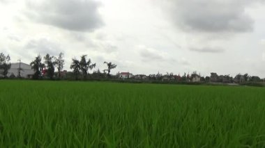 Vietnam kırsalındaki köy.