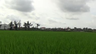 Vietnam kırsalındaki köy.