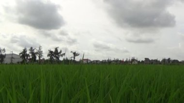 Vietnam kırsalındaki köy.