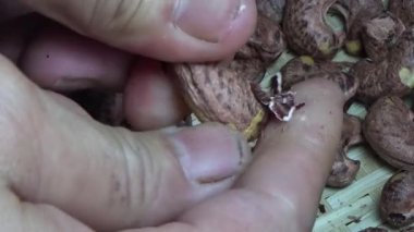 Vietnam kırsalındaki köy.