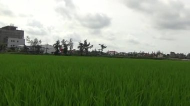 Vietnam kırsalındaki köy.