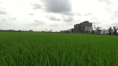 Vietnam kırsalındaki köy.