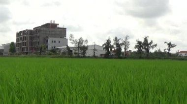 Vietnam kırsalındaki köy.