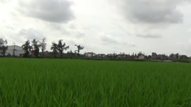 Vietnam kırsalındaki köy.