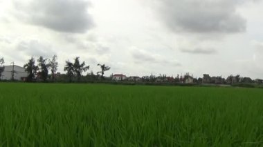 Vietnam kırsalındaki köy.