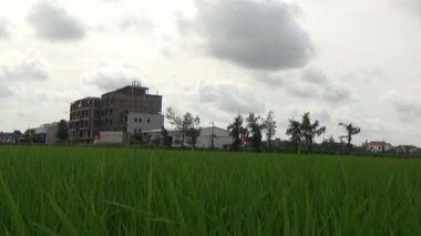 Vietnam kırsalındaki köy.