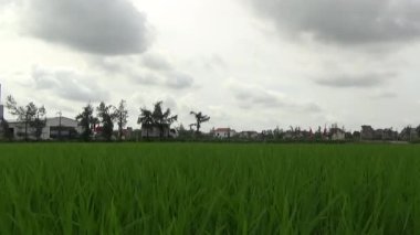 Vietnam kırsalındaki köy.