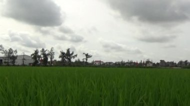 Vietnam kırsalındaki köy.