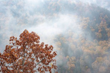 Copperhead Overlook 'da yeşillik ve sis, Carnifex Ferry Battlefield Eyalet Parkı, Batı Virginia