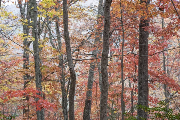 Осенняя Листва Вдоль Тропы Фейетвилл Национальный Парк Ущелье Нью Ривер — стоковое фото