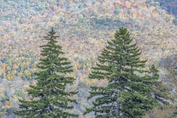 Foreground Evergreens Árvores Caducas Distantes Nas Terras Altas Orientais New — Fotografia de Stock