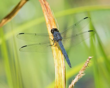 Hartley Rezervuar Vahşi Yaşam Yönetim Alanında Slaty Skimmer Dragonfly, Rochester, Massachusetts