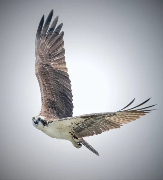 麻萨诸塞州达特茅斯劳埃德环境中心上空的鱼鹰 — 图库照片