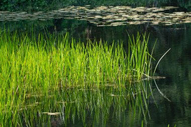 Gidley Ormanı, Dartmouth, Massachusetts 'te çimenler ve gölet zambakları.