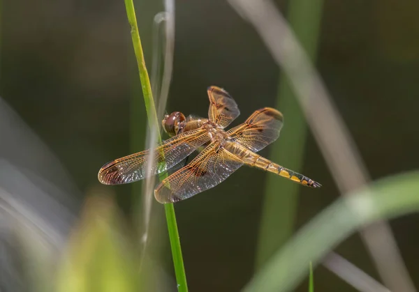 Washburn Memorial Park, Marion, Massachusetts 'te Resimli Süzgeç Dragonfly