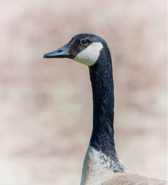 Washburn Memorial Park 'ta Canada Goose, Marion, Massachusetts 