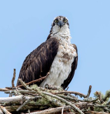 Tetikte Kadın Osprey Brainard Marsh, Marion, Massachusetts