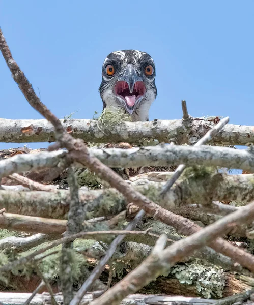 Osprey Chick Vocalizando Desde Nido Brainard Marsh Marion Massachusetts —  Fotos de Stock