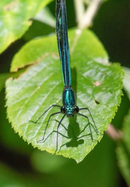 Flora Peirce Patikası, New Bedford, Massachusetts 'te Abanoz Mücevherat Sineği.