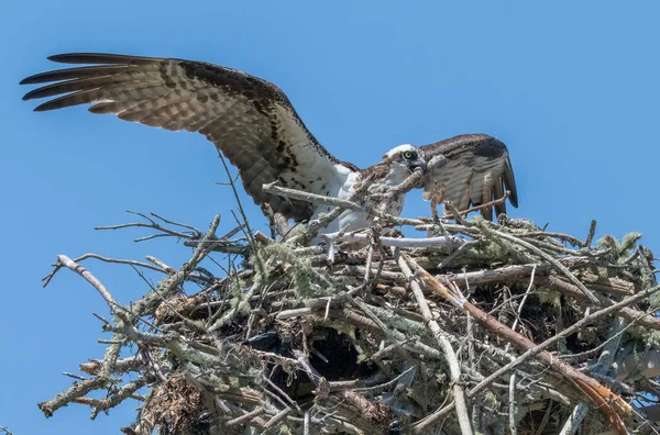 Fischadlerweibchen Bauen Ihr Nest Oberhalb Des Brainard Marsh Marion Massachusetts — Stockfoto