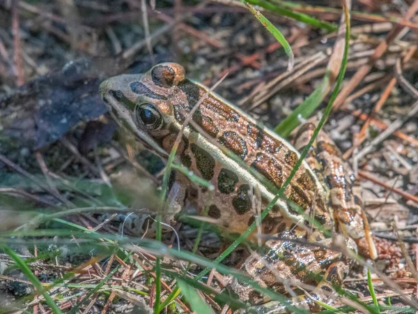 Pickerel Frog Hardscrabble Trail Lloyd Center Miljø Dartmouth Massachusetts - Stock-foto