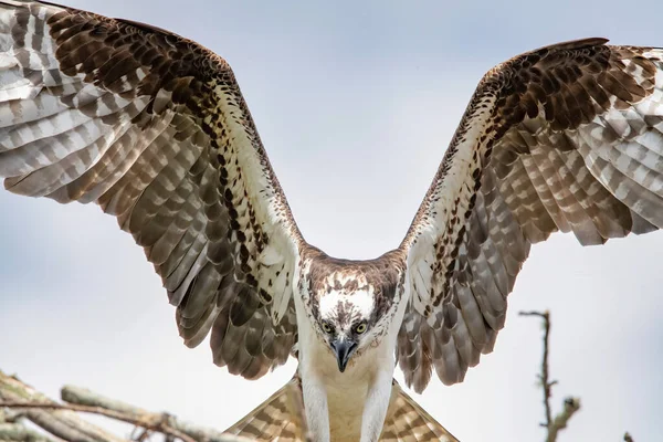 Fischadlerweibchen Klebt Die Landung Ihrem Nest Über Brainard Marsh Marion — Stockfoto