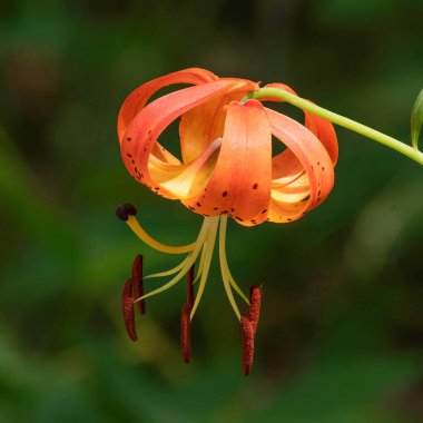 Tiger Lily Kuzey Nehri 'nde Acushnet Nehri Reserve, New Bedford, Massachusetts' teki Overlook Yolu 'nda.
